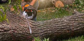 Best Tree Health Inspection  in Somers Point, NJ