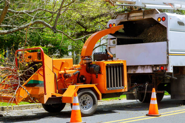 How Our Tree Care Process Works  in Somers Point, NJ